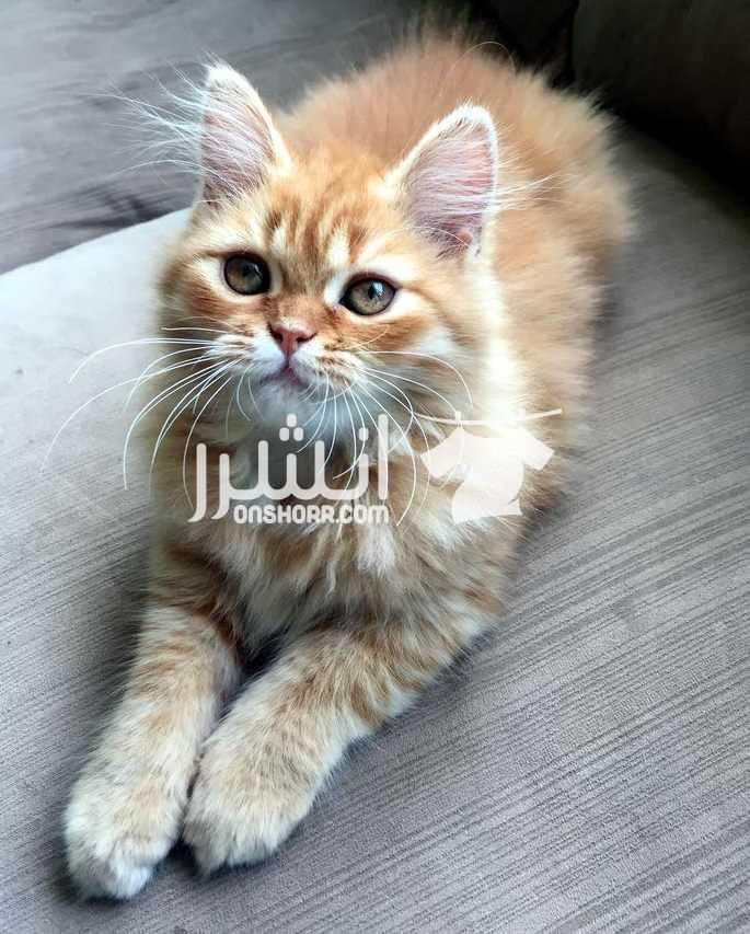 قطة هاف بيكي   عمرها شهرين ونص  نظيفة جداا وشعر كثيف الصور واضحة.  متعودة على الليتر بوكس وبتاكل دراي فود واكل بيت.  مطعمة رباعي وديدان وحشرات بالشهادة.  غير قابل للتفاوض