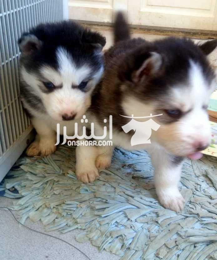 كلاب للبيع  جراوي هاسكي