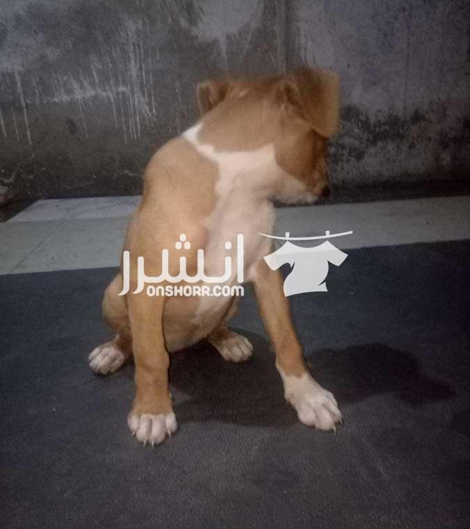 جرو بوكسر للبيع او للبدل   جروايه بوكسر نتايه 62يوم مطعمه ثنائي وديدان ومعاها الدفتر الكلب تقليب عالي وصدر عريض وطاعه واومر وهيا شهرين وذكاء ملحوظ الكلبه شراسه طبيعه بالفطره الله واكبر عليها هبيع لاحت...