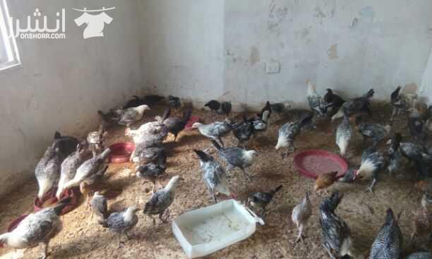 جاج فيومي  وفرخات بلدي