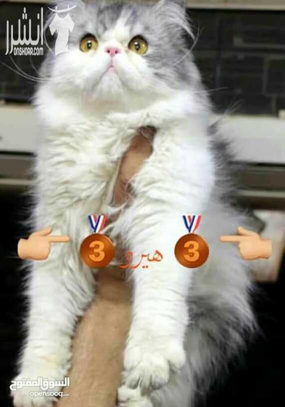 ماشالله تبارك الله قط بيرشـــن باي كلـــر متــاح للتزاوج ❤