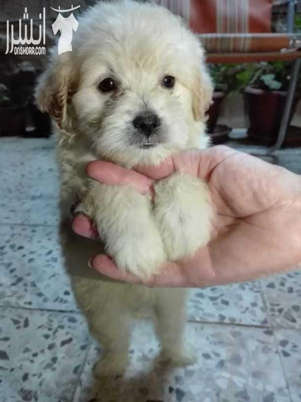 ❤بسم الله ما شاء الله❤  "جرو فرنش تيرير للبيع .. French terrier puppies for sale "  - العمر شهرين  - صحة نظافة  - لعوب - للاستفسار يرجى الاتصال أو إرسال رسالة واتساب على الرقم : 0770673675 -...