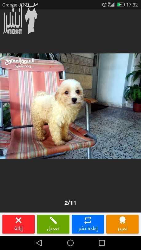 جرو فرنش تيرير أنثى للبيع .. French terrier puppy for sale   - الجنس : أنثى . - العمر : 3 أشهر . - صحة و نظافة . - لعوب جدا و مناسب جدا للأطفال . - للأستفسار يرجى التواصل او المراسلة عبر الواتساب على...