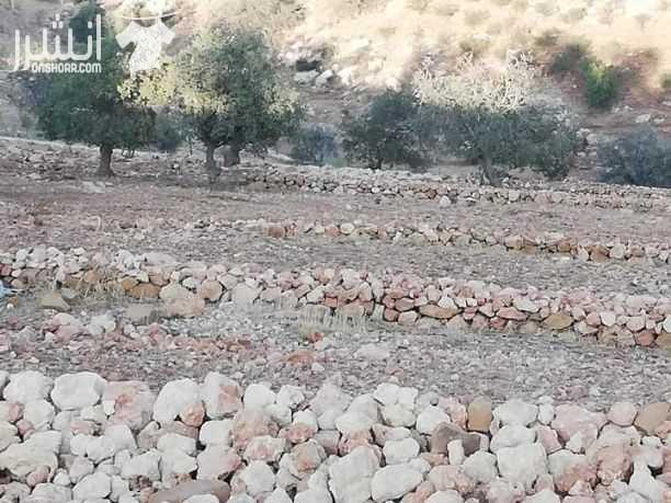 السلط_منطقة_الصبيحي أرض للبيع مساحتها 4 دونمات و500متر تصلح للمزرعه مميزة وكافة الخدمات متوفرة على شارعين وموقع هادئ جدا في منطقة مزارع #بسعر50الف_قابل_للتفاوض..