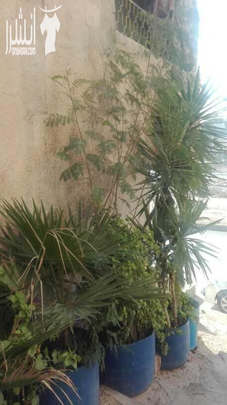 زريعه للبيع