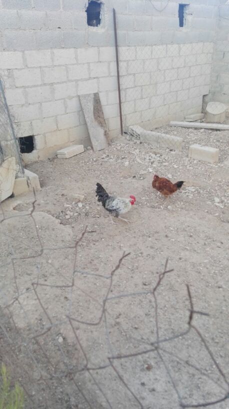ديوك فيومى ومطروح وبلدى عمر سبع اشهر