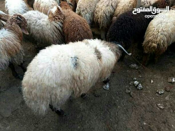 السلام عليكم ورحمه الله وبركاته
عقائق خرفان بلدي أسنان اللبن تعليف نباتي درجة اولى ممتاز نخب اللحوم البلدية 👌
فقط ب ٣ دنانير الكغم قائم لأوزان من ال٥٠ الى٦٥كغم قائم
أوزان بال٤٠ وال٤٥ على ٣.٥٠ الكغم...