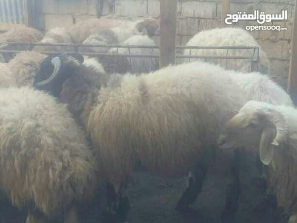 السلام عليكم ورحمه الله وبركاته
عقائق خرفان بلدي أسنان اللبن تعليف نباتي درجة اولى ممتاز نخب اللحوم البلدية 👌
فقط ب ٣ دنانير الكغم قائم لأوزان من ال٥٠ الى٦٥كغم قائم
أوزان بال٤٠ وال٤٥ على ٣.٥٠ الكغم...
