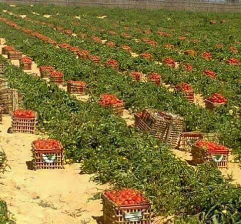 ابدء مشروعك بمزرعة 5فدان مسجلة جاهزة للزراعه بموقع متميز 
الريف المصري تنطق بالمصداقية والواقعية علي ارض مصرية
الان ولفترة محدودة من مزارع الريف المصري سعر الفدان 15الف 
شاهد قارن واقعنا يتحدث عنا
للا...