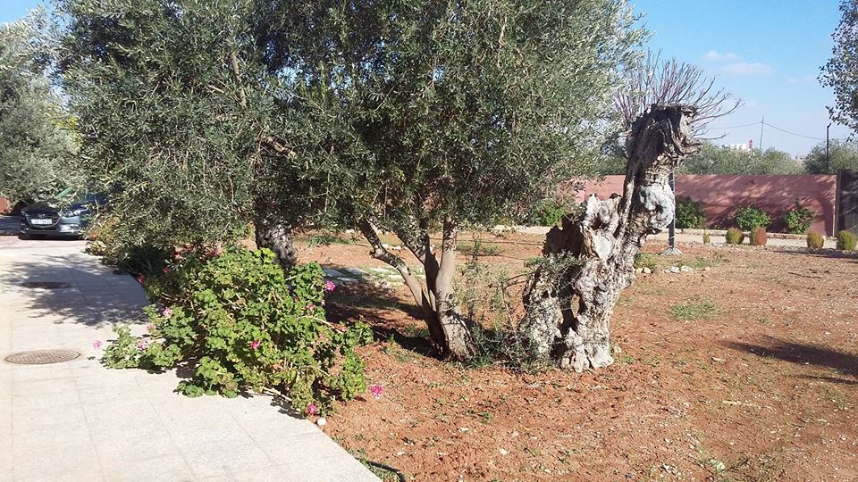 الأردن - مأدبا

مزرعة مع فيلا و مسبح للبيع في الفيصلية/ الكفير الغربي - تبعد 3.5كم عن الجامعة الألمانية

القرية: الفيصلية

حوض: الكفير الغربي

مساحة قطعة الأرض: 5 دنم

الموقع: الفيصلية/ الكفير الغربي...