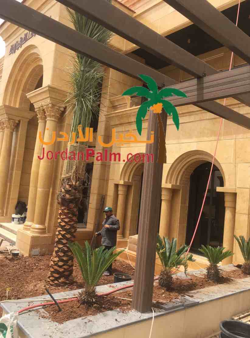 نخيل عملائنا الاعزاء عند اختياركم مؤسستنا لتولي مهام توريد وتنفيذ زراعة اشجار النخيل لغايات الزينة او الانتاج او لغايات تنسيقيه اخرى نحن بدورنا نضمن لكم جودة المنتج باشجار نخيل خالية من الافات الزراعي...