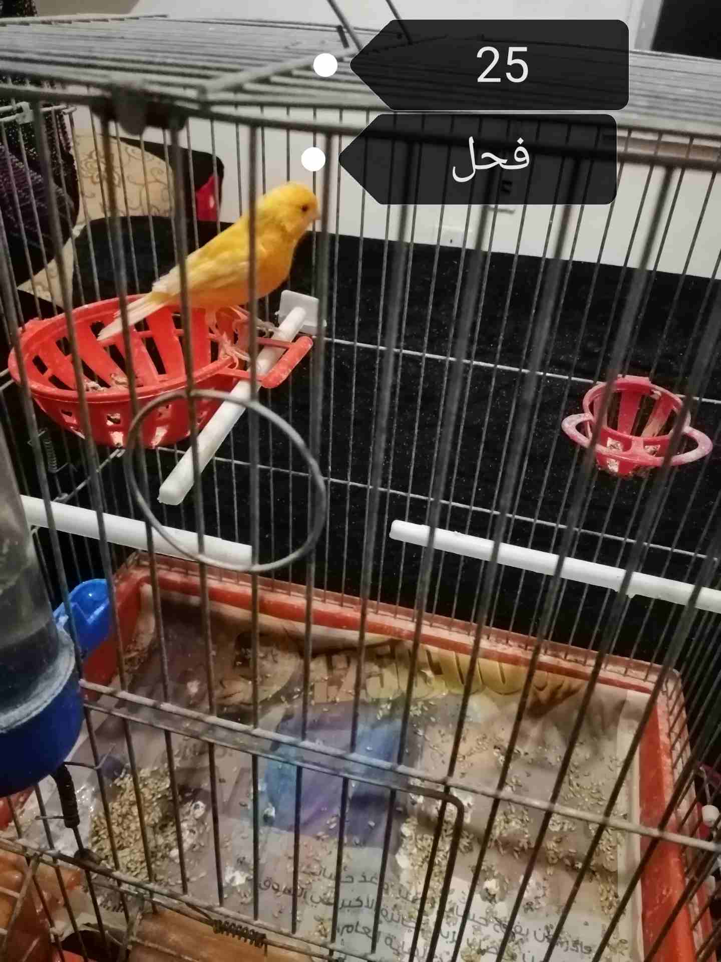 كنارات                                            


	 				لا تنسَ أنك شاهدت هذا الإعلان في عنكبوت            
	 				
                            فحل ليموني في فتلت بضهرو بدو شهر ويجهز وفحل جزري ز...
