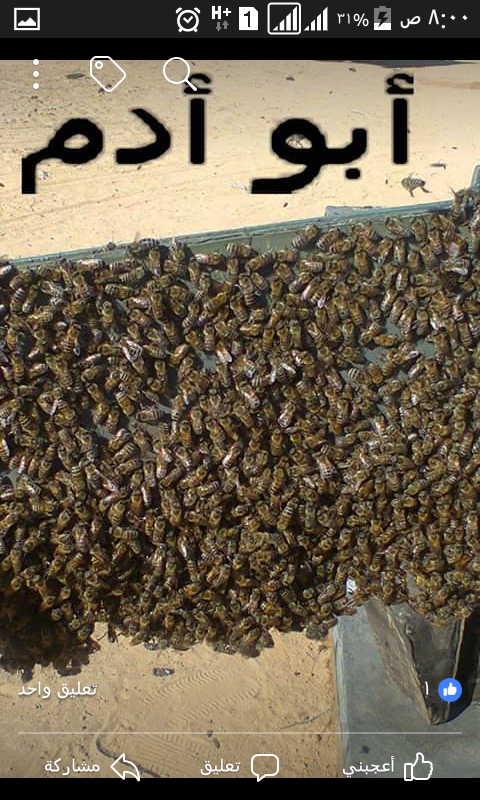 عسل نحل طبيعي بجوده وخبره                                            


	 				لا تنسَ أنك شاهدت هذا الإعلان في عنكبوت            
	 				
                                عسل نحل طبيعي بجوده وخبره و...
