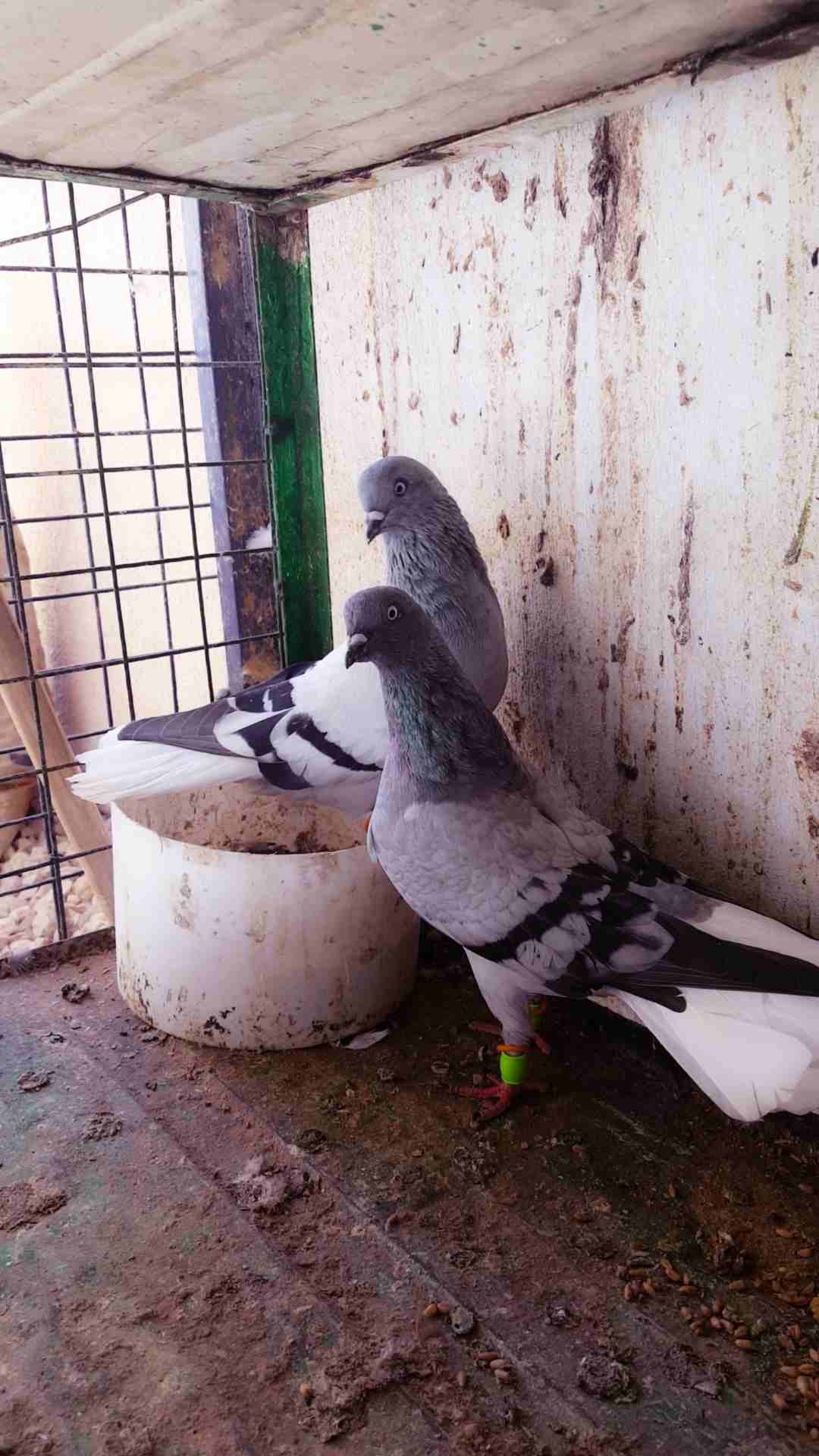 حمام جواز شغاله 100% بدل على كنار
لا تنسَ أنك شاهدت هذا الإعلان في عنكبوت
جواز حمام شغاله مع فراخ...