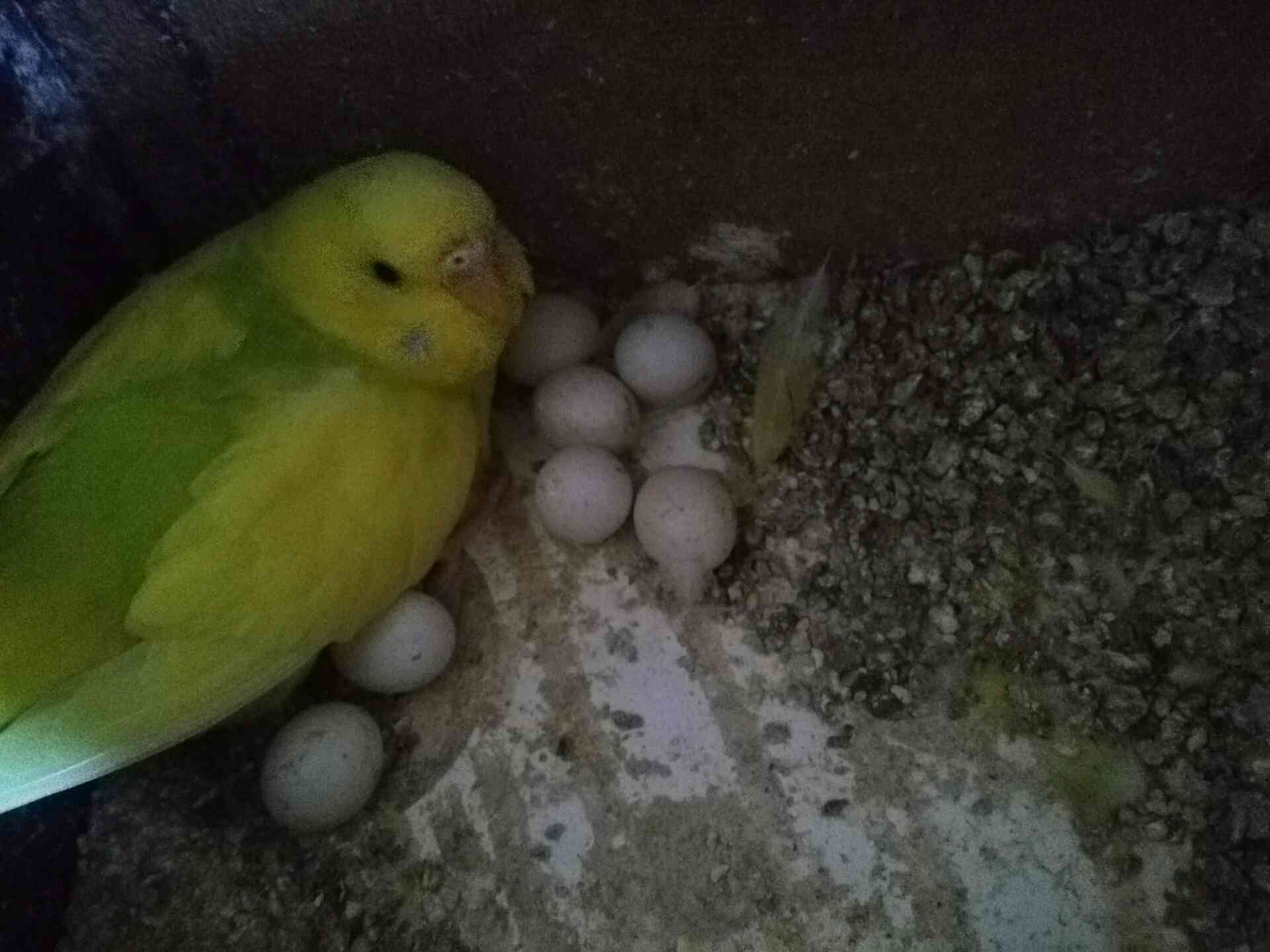 طيور حب
لا تنسَ أنك شاهدت هذا الإعلان في عنكبوت
طيور حب للبيع مطير كامل 25جوز صحة ونظافة كلو...