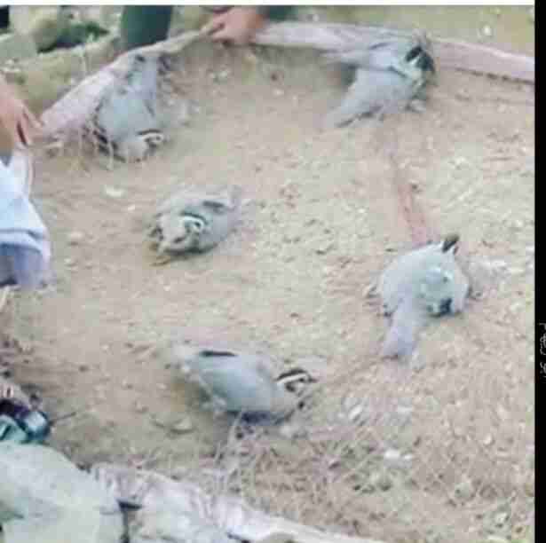 شبكة صيد الطيور بالريموت
لا تنسَ أنك شاهدت هذا الإعلان في عنكبوت
شبكة مصيد لجميع الطيور بالري...
