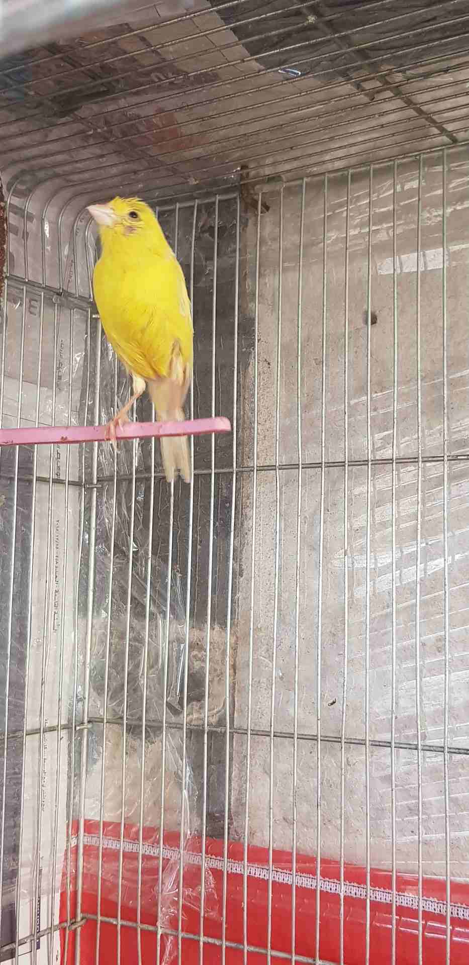 طيره كنار
لا تنسَ أنك شاهدت هذا الإعلان في عنكبوت
طيره ليموني جاهزه فل ام فراخ 15 دينار
جبل طارق...