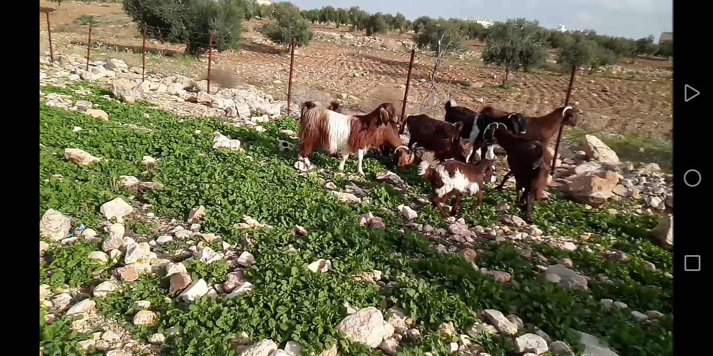بسم الله الرحمن الرحيم 9 معز نخب مواليد عز المقنوه اذكر الله
لا تنسَ أنك شاهدت هذا الإعلان في عنكبوت...