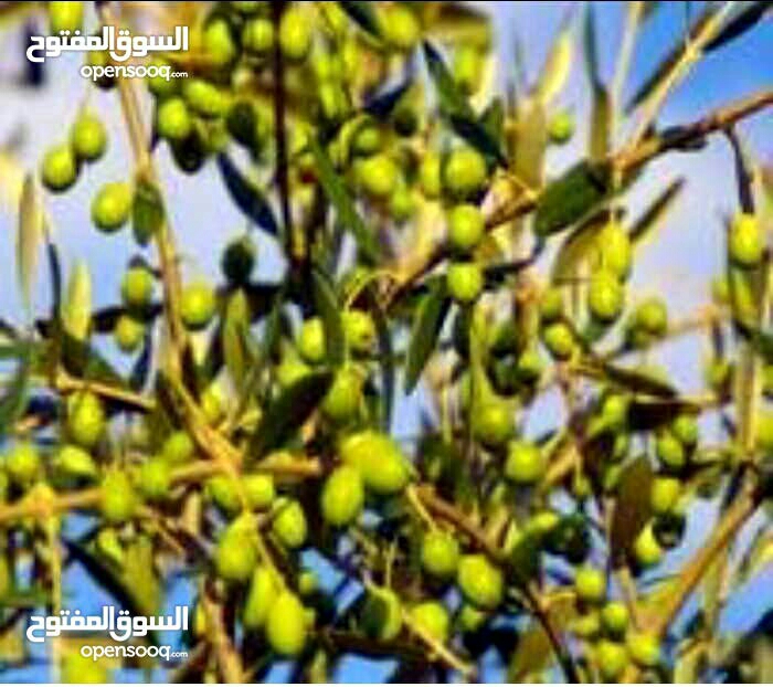 يوجد زيت زيتون العام الماضي بسعر  50د.                                            


	 				لا تنسَ أنك شاهدت هذا الإعلان في عنكبوت            
	 				
                                زيت زيتؤن للبي...