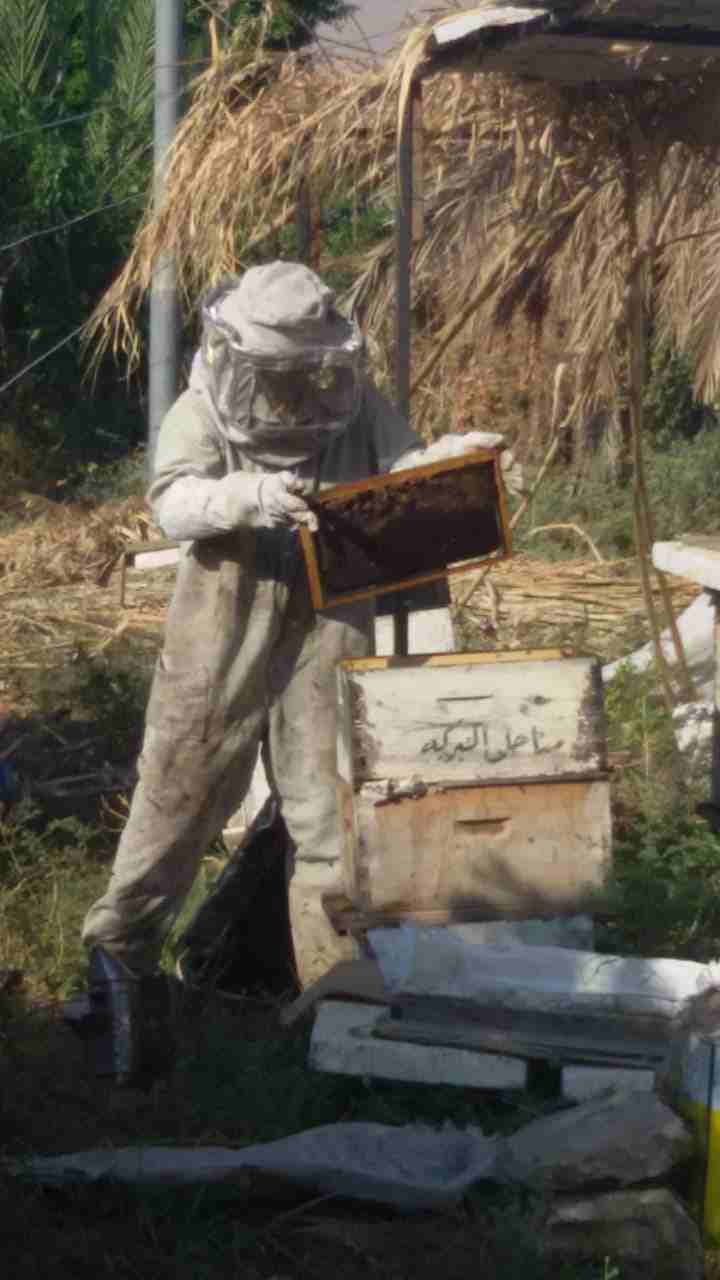 مناحل البهاء ( عسل بلدي عسل بشمعه حبوب لقاح غذاء ملكات)                                            


	 				لا تنسَ أنك شاهدت هذا الإعلان في عنكبوت            
	 				
                            م...