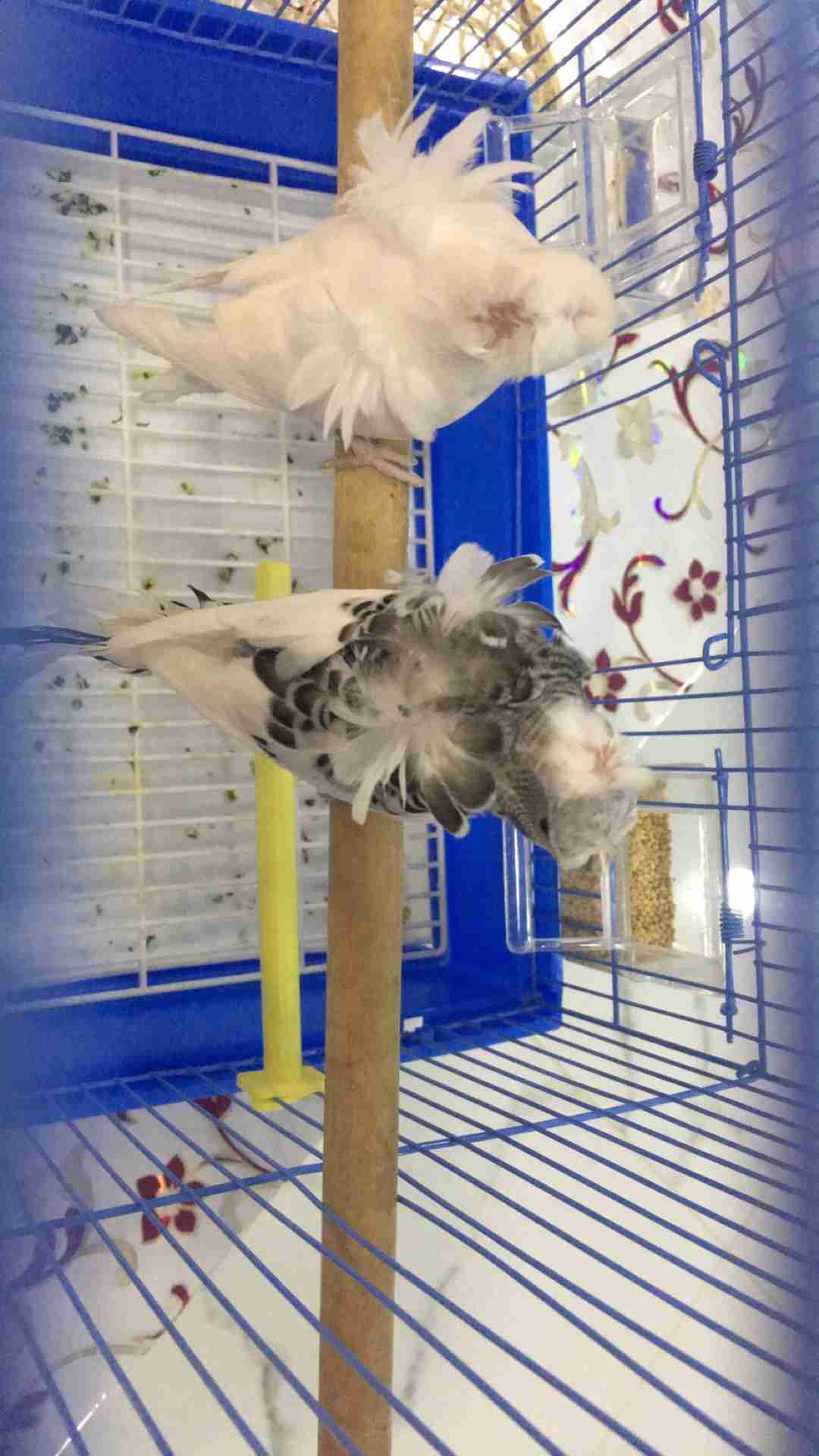 جوز بادجي هوقو                                            


	 				لا تنسَ أنك شاهدت هذا الإعلان في عنكبوت            
	 				
                                جوز هوقو الذكر باندا وردتين وحرست والا...