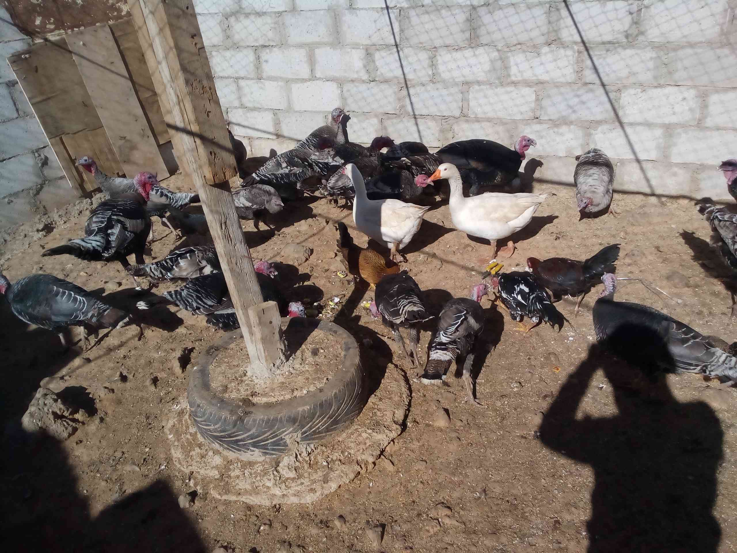 حبش نخب صحه ونضافه عل امانا
لا تنسَ أنك شاهدت هذا الإعلان في عنكبوت
حبش نخب النخب اشي شقال وش...