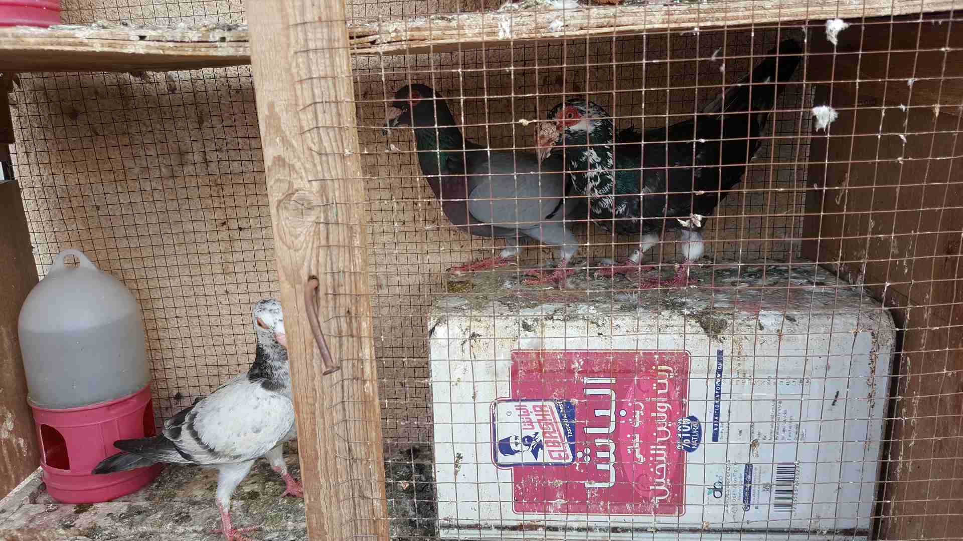 جواز للبيع او للبدل
لا تنسَ أنك شاهدت هذا الإعلان في عنكبوت
جوز مساويد سود بطردن على بيض
جوز كشا...