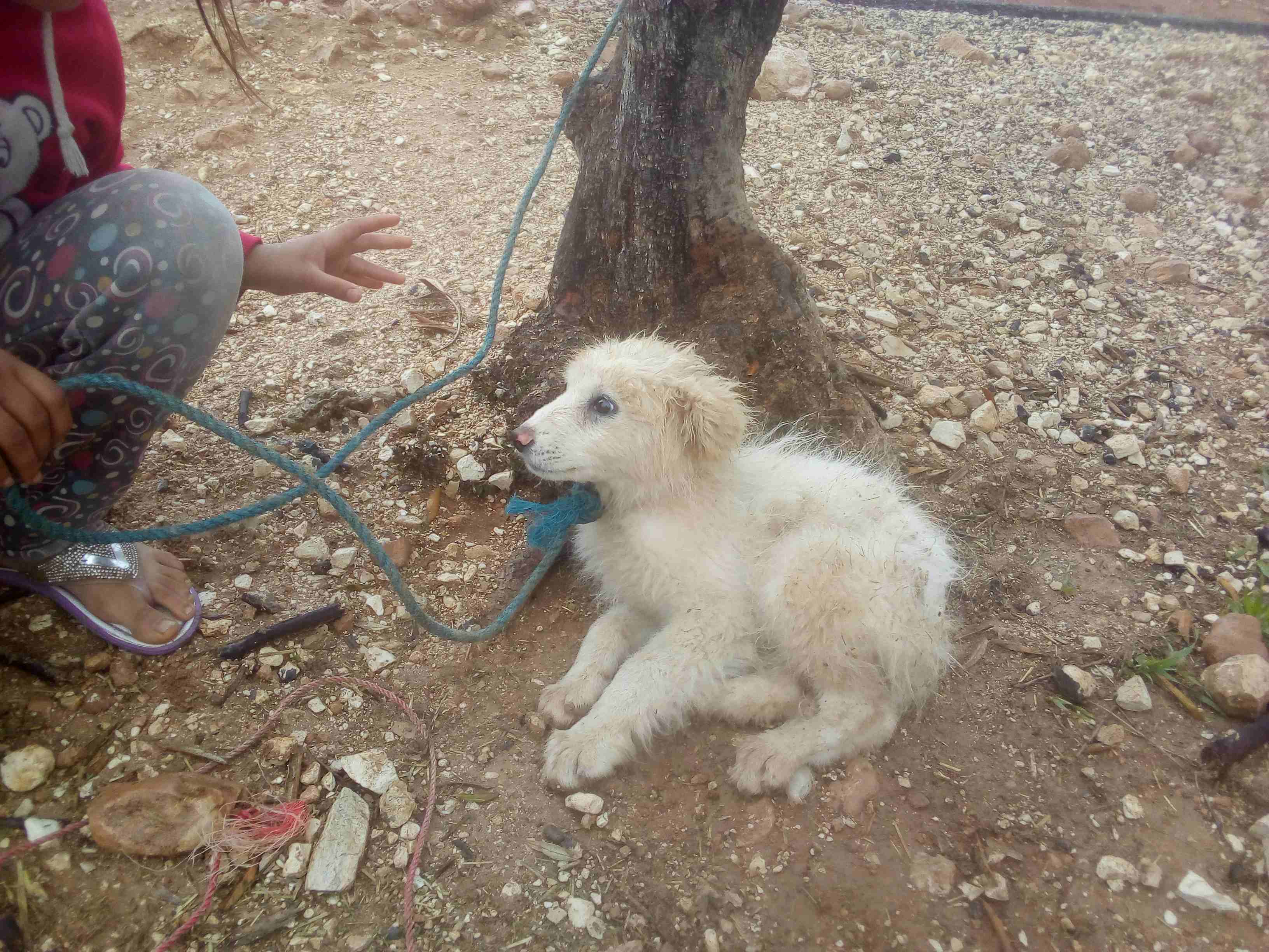 كلب ابيض حلو اليف للبيع لعدم اتفرغ
لا تنسَ أنك شاهدت هذا الإعلان في عنكبوت
كلب جميل واليف للبيع ل...