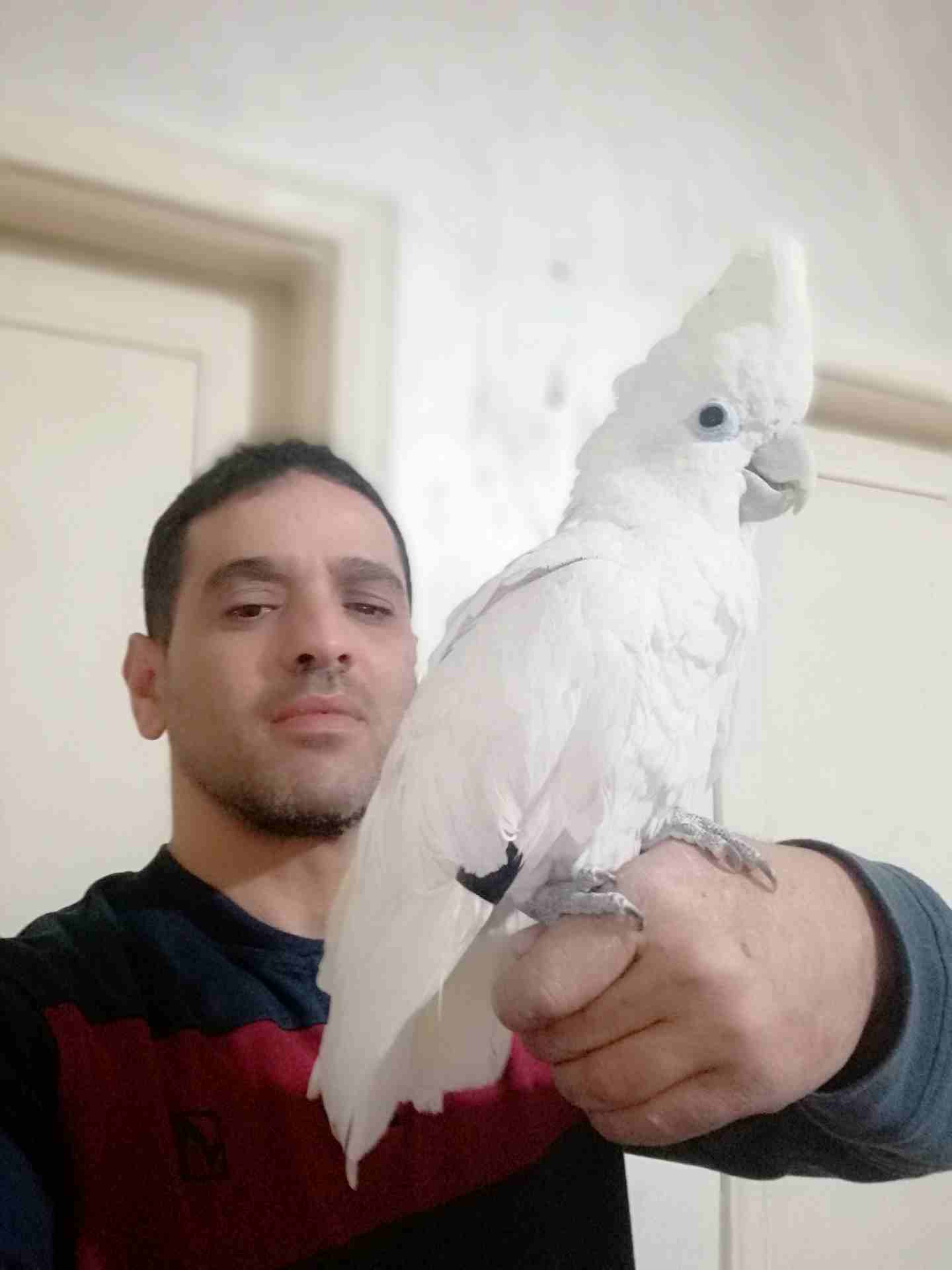 فرخ ببغاء كوكاتو جوفن عجينه في ايدك                                            


	 				لا تنسَ أنك شاهدت هذا الإعلان في عنكبوت            
	 				
                            فرخ ببغاء كوكاتو جوفن...