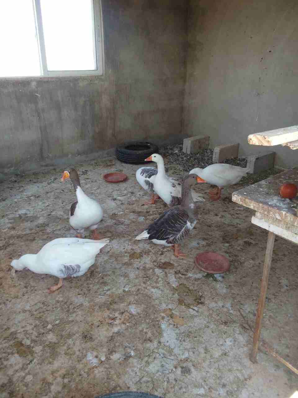 اوز جامبو
لا تنسَ أنك شاهدت هذا الإعلان في عنكبوت
للبيع 6وزات ذكر وانثى و 4 فراخ عمر الحبه 9 شهو...