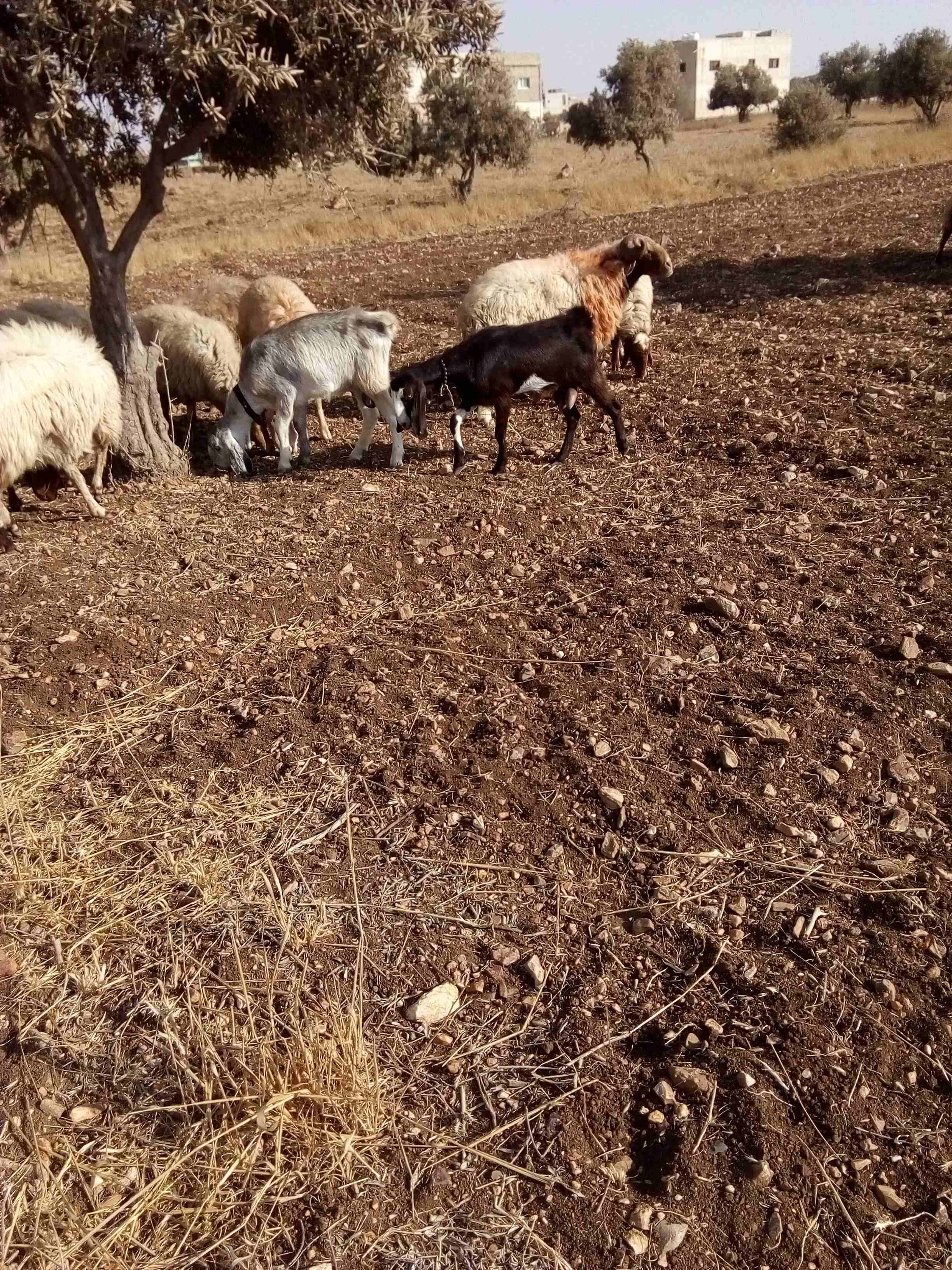عنز كل جال حبه..العنز البيضا                                            


	 				لا تنسَ أنك شاهدت هذا الإعلان في عنكبوت            
	 				
                            مقنوي عشار متخر...