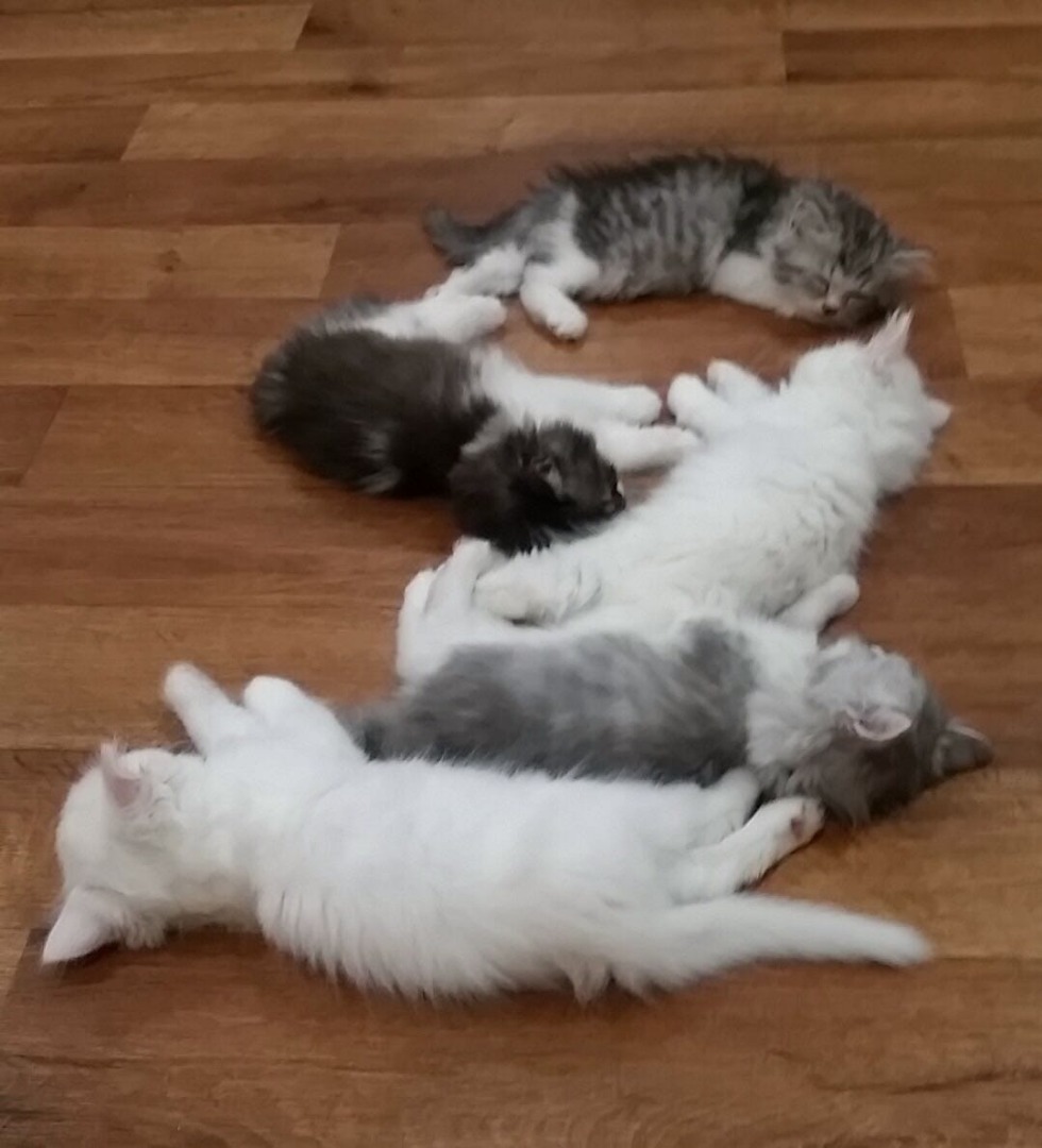 Himalayan kittens
لا تنسَ أنك شاهدت هذا الإعلان في عنكبوت
cute adorable Kittens with fluffy H...