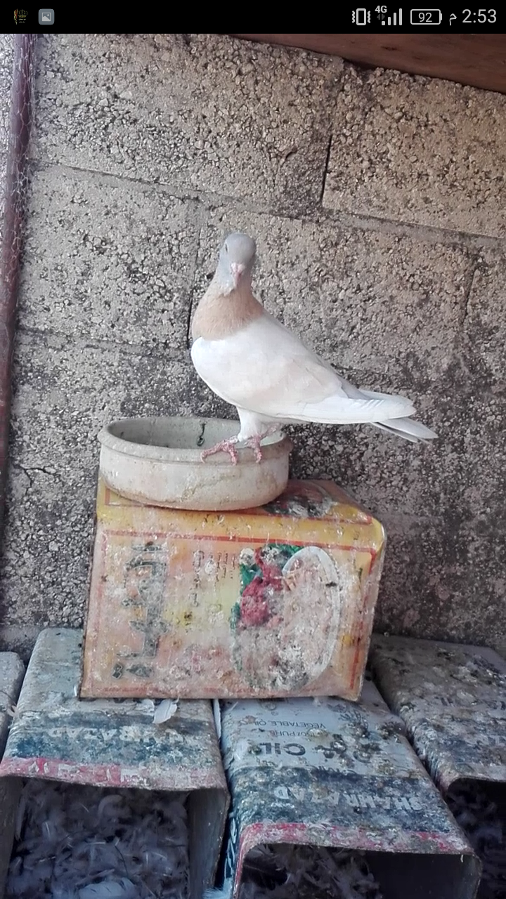 للبدل للبدل ع حمام بلدي 9جواز مع بيض وفراخ .اكثر من نصها ريحاني شرعات وعروق
لا تنسَ أنك شاهدت هذا الإعلان في عنكبوت...