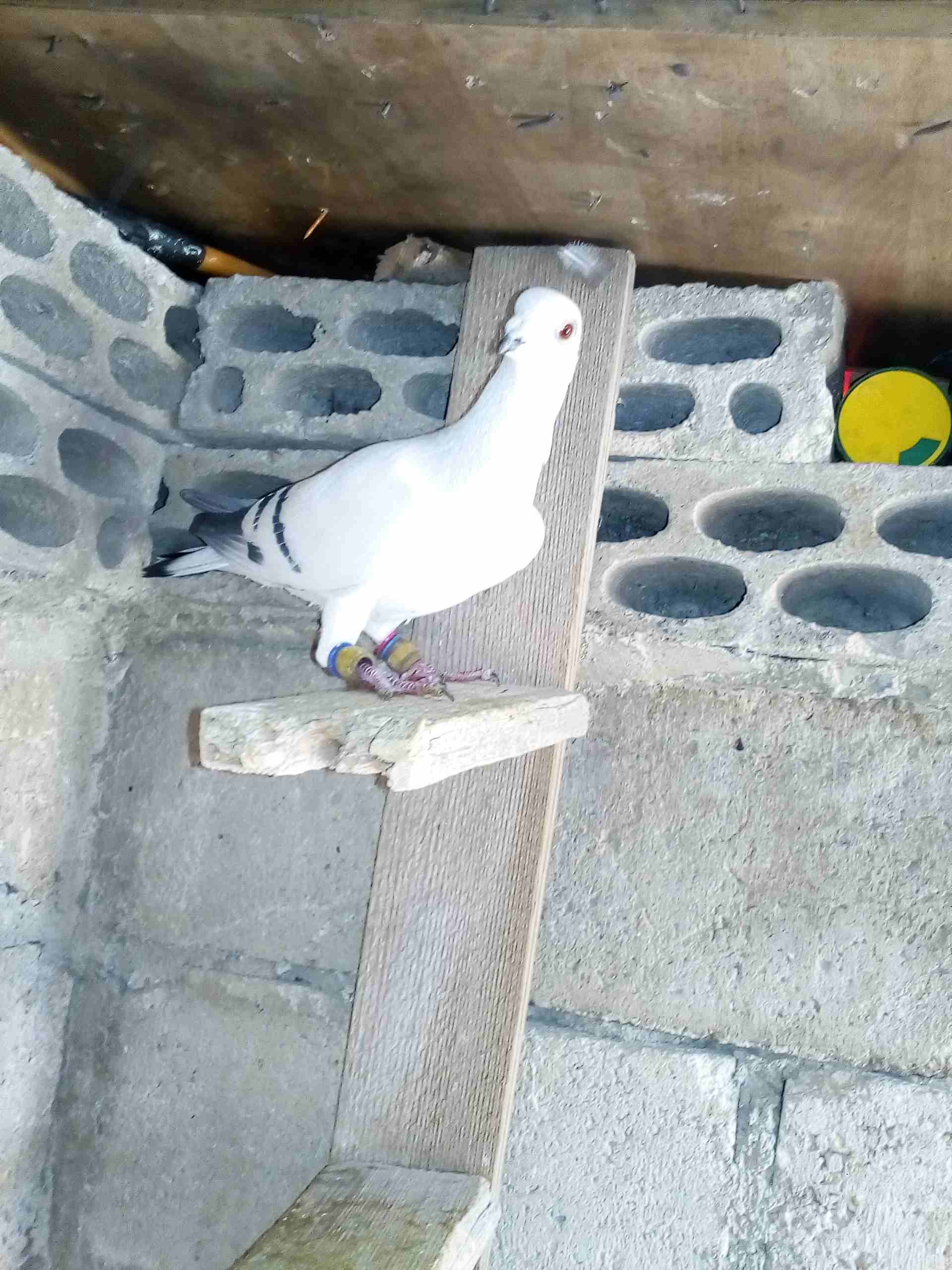 حمام صوريخ طايره بمليح بعد مادبا كش بيديك
لا تنسَ أنك شاهدت هذا الإعلان في عنكبوت
حمام زي مابدك س...