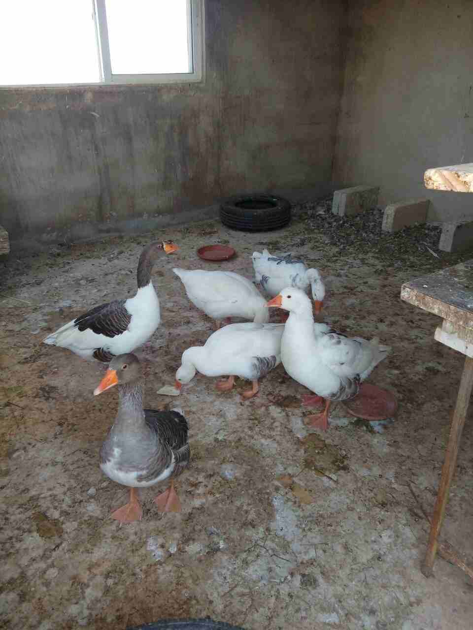 اوز  جامبو                                            


	 				لا تنسَ أنك شاهدت هذا الإعلان في عنكبوت            
	 				
                            للبيع 6وزات ذكر وانثى و 4 فراخ عمر الحبه 9 شهو...