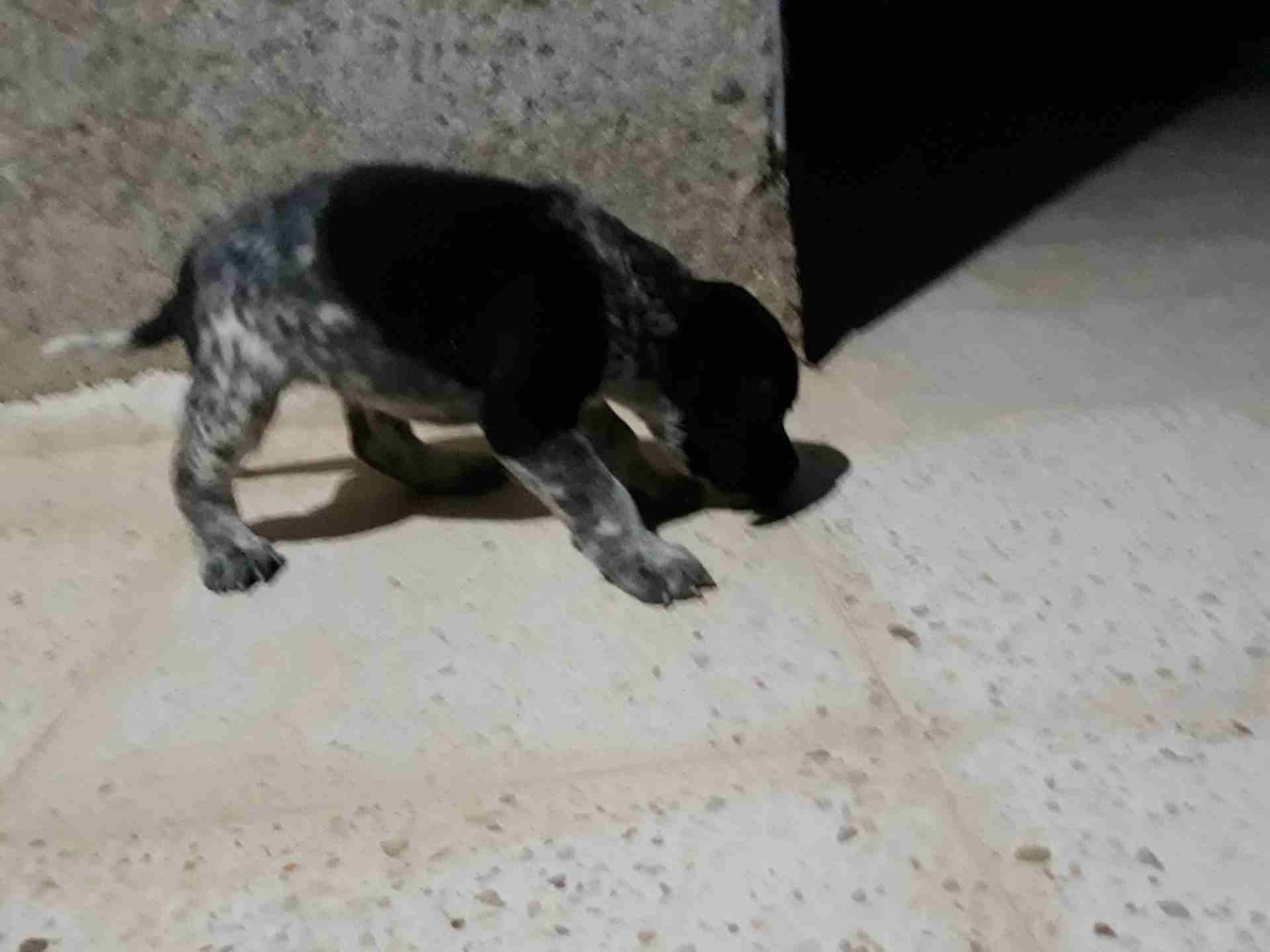 جروه بونتر  العمر شهرين سعر مغري                                            


	 				لا تنسَ أنك شاهدت هذا الإعلان في عنكبوت            
	 				
                            بونتر انكليزي...