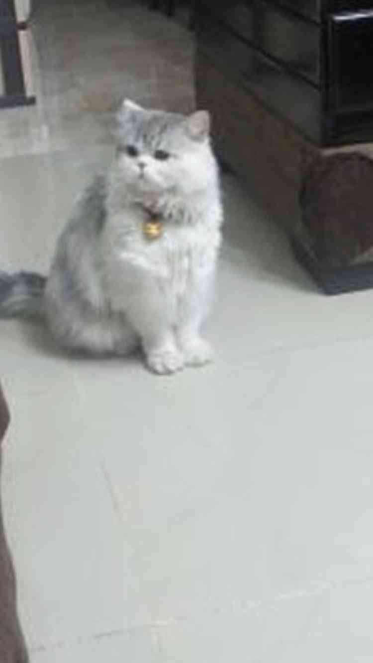 شيرازي شانشيلا للبيع                                            


	 				لا تنسَ أنك شاهدت هذا الإعلان في عنكبوت            
	 				
                                ذكر عمره 1 
معه كل اغراضه ..
منط...