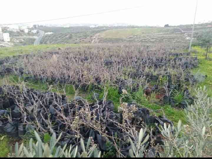 شتل عنب للبيع من الخليل زيني حلواني بلدي
لا تنسَ أنك شاهدت هذا الإعلان في عنكبوت
شتل عنب للبي...