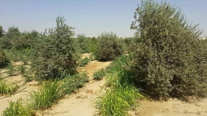 فرصة للبيييع                                            


	 				لا تنسَ أنك شاهدت هذا الإعلان في عنكبوت            
	 				
                                تملك قطعة ارض على طريق مصر اسيوط الغربى...