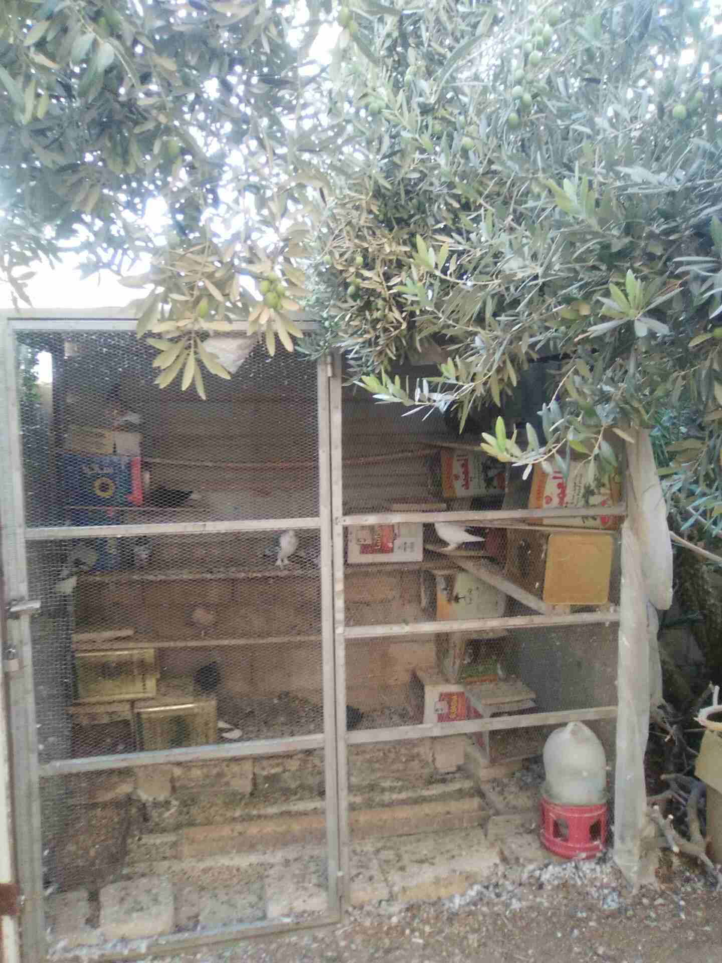 مطير يصلح لكافة أنواع الطيور جميل ومميز ومرتب 0789872665
لا تنسَ أنك شاهدت هذا الإعلان في عنكبوت...