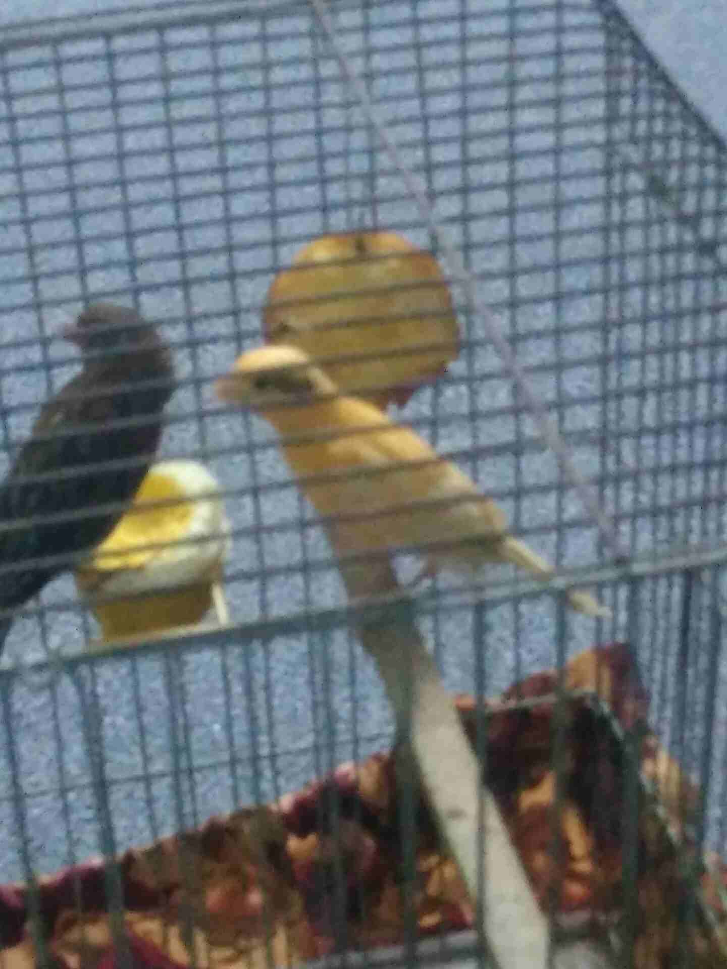 اربع حبات كنار مخاليف كبار ملطشي طير ة اريبا لشغل
لا تنسَ أنك شاهدت هذا الإعلان في عنكبوت
لا للب...