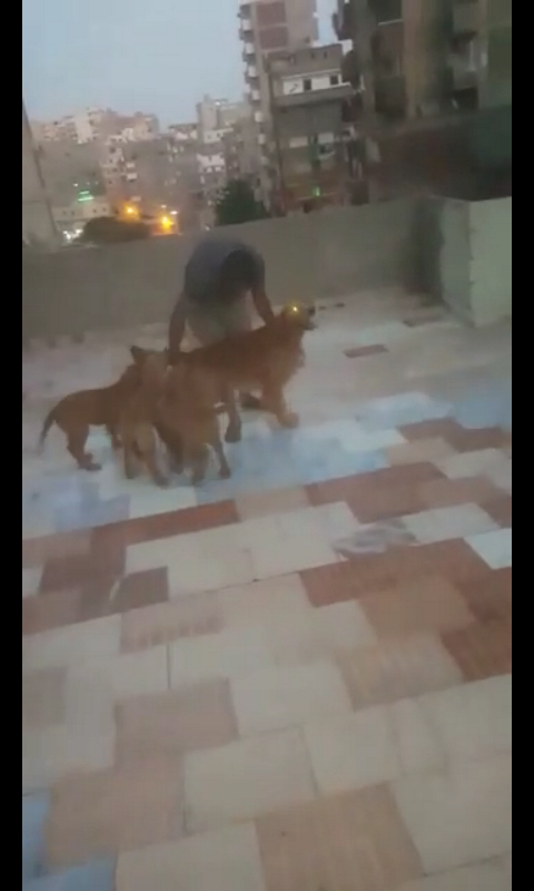 کلب جولدن بيور للبيع بسعر لقطه 6شهور متاح صور الاب                                            


	 				لا تنسَ أنك شاهدت هذا الإعلان في عنكبوت            
	 				
                            نتايه...