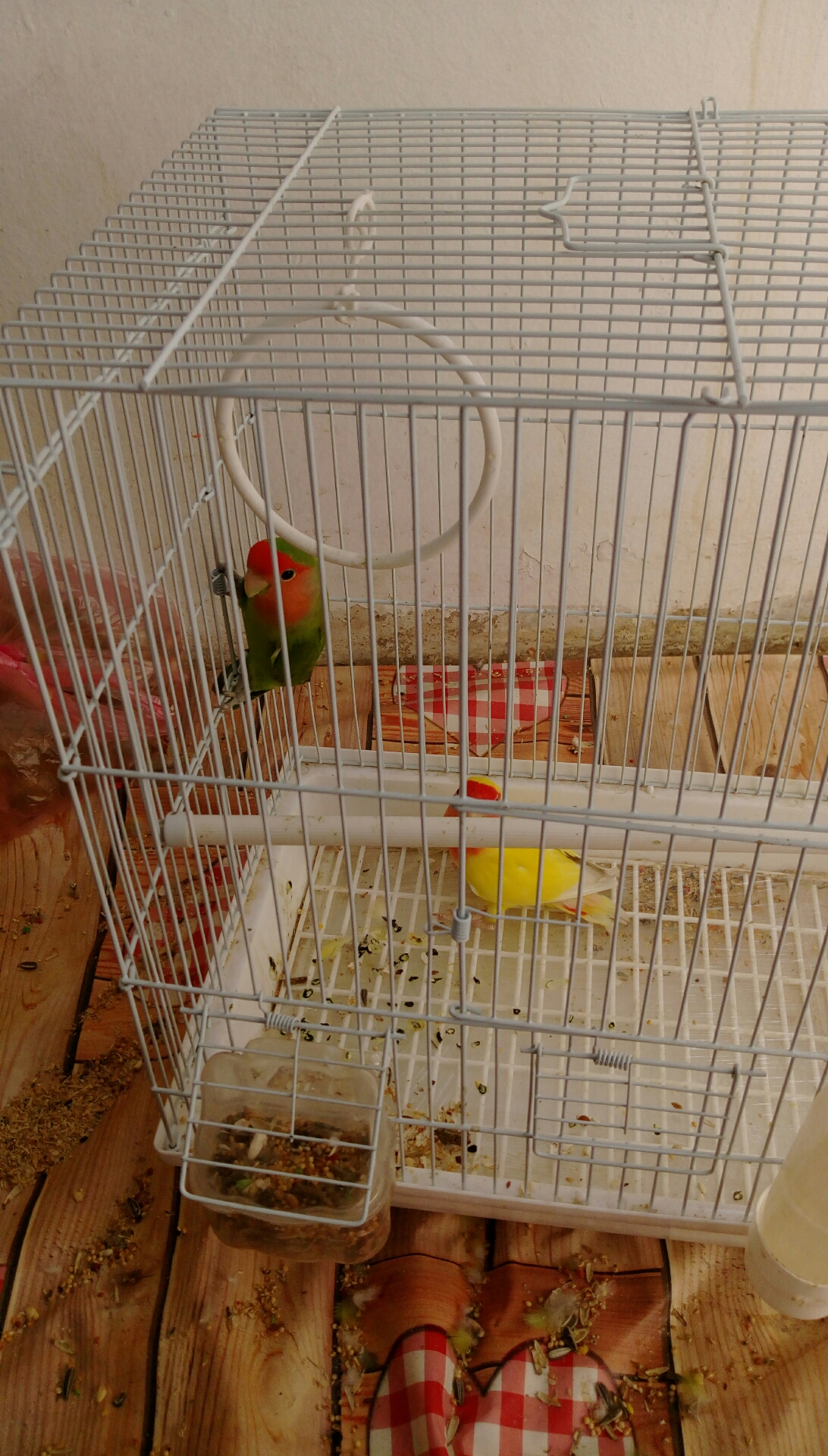 want to sell rose parrots                                            


	 				لا تنسَ أنك شاهدت هذا الإعلان في عنكبوت            
	 				
                                ready to breed...