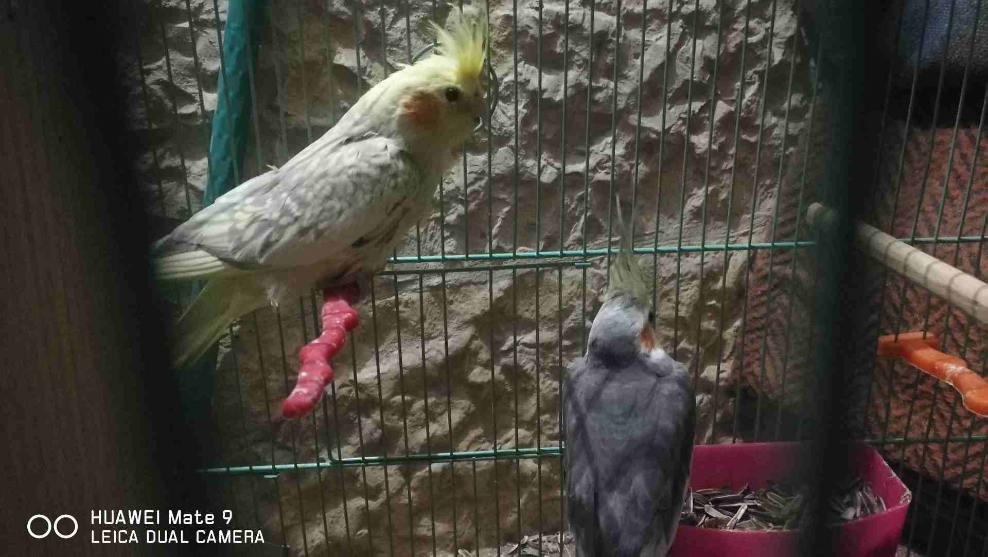 اااااااااااا                                            


	 				لا تنسَ أنك شاهدت هذا الإعلان في عنكبوت            
	 				
                            جوز عصافير كوكتيل للبدل على هاتف سامسونج أو...