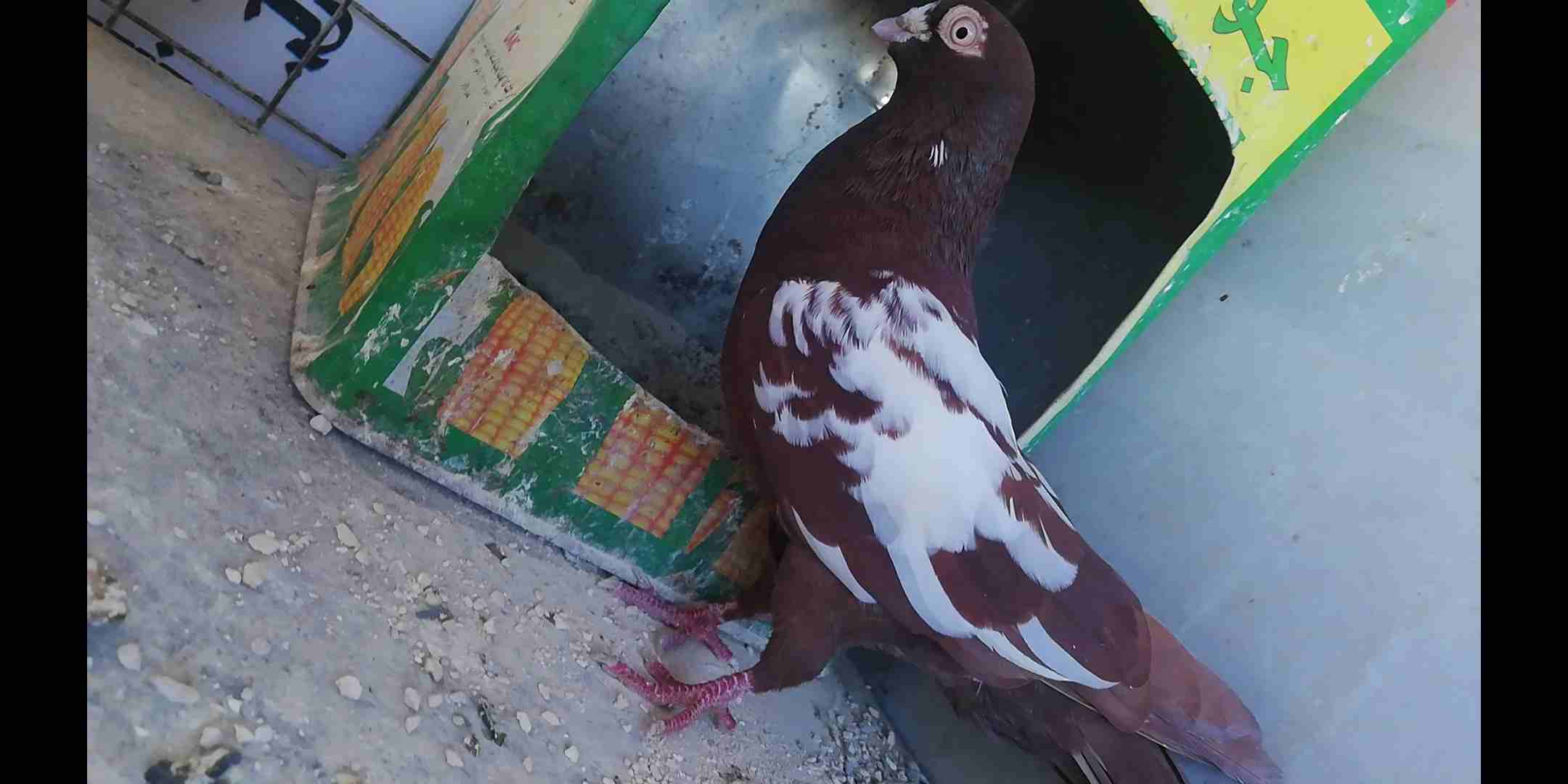جواز قصات للبيع
لا تنسَ أنك شاهدت هذا الإعلان في عنكبوت
ماشاء الله تبارك الله
جوز مكاويات قراقطه...