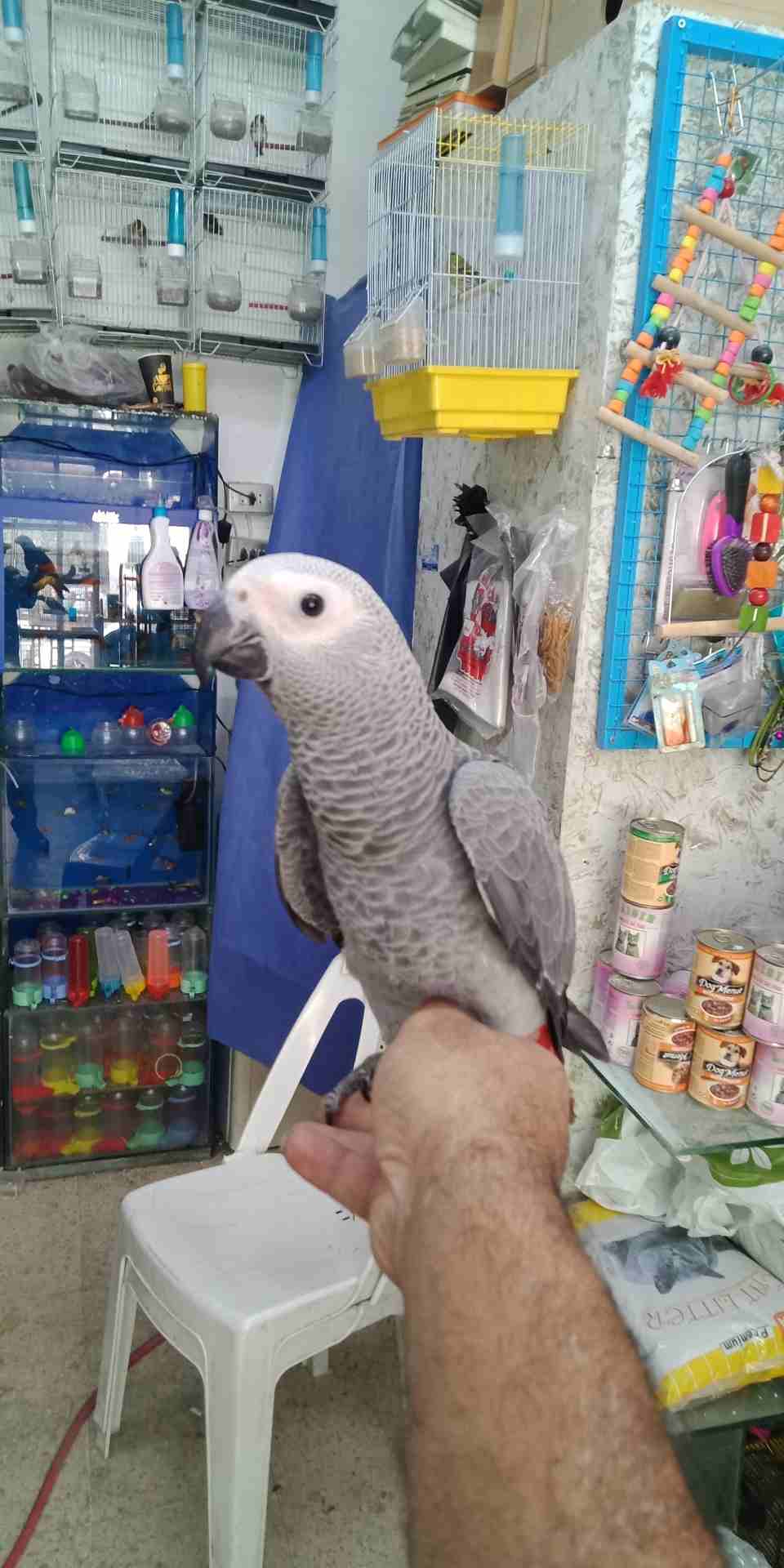 فرخ كاسكو عين سوده طمس مزرعه حجل ذهبي راس طير حجم جامبو ثوب ثلجي جناح كامل صحه
لا تنسَ أنك شاهدت هذا الإعلان في عنكبوت...