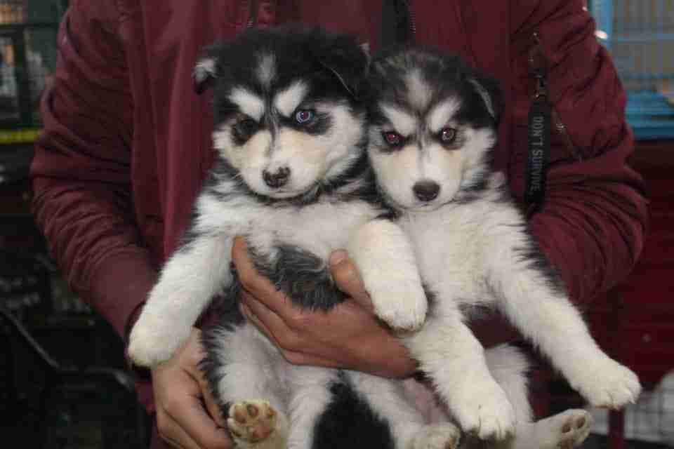 كلاب للبيع dogs for sale
لا تنسَ أنك شاهدت هذا الإعلان في عنكبوت
For sale
1-جراء هاسكي عمر 4...