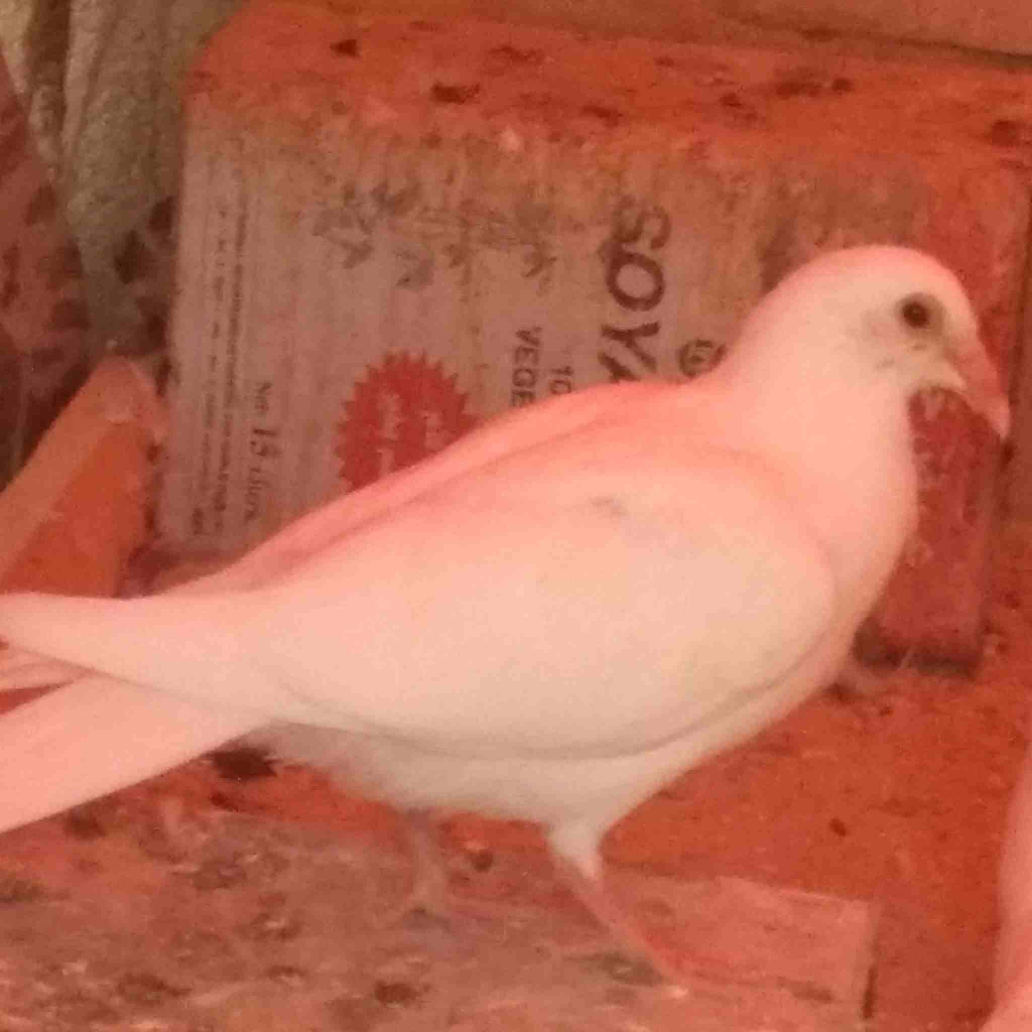 حمام للبيع                                            


	 				لا تنسَ أنك شاهدت هذا الإعلان في عنكبوت            
	 				
                            8 فراخ مخاليف بولندي وكشميري ونوريات وفرخ زاجل...