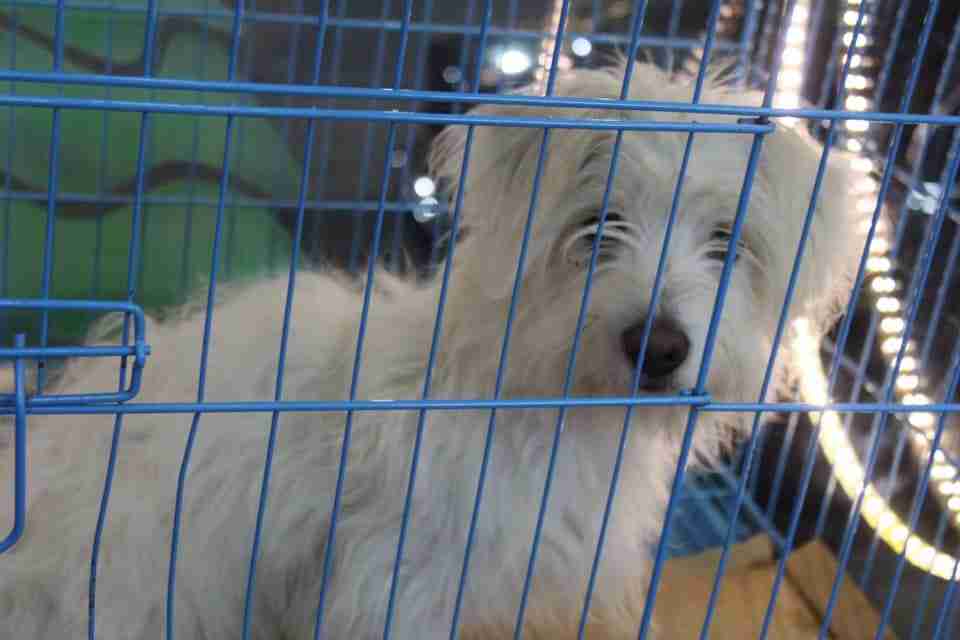 كلاب للبيع dogs for sale
لا تنسَ أنك شاهدت هذا الإعلان في عنكبوت
For sale
1-جراء هاسكي عمر 4...