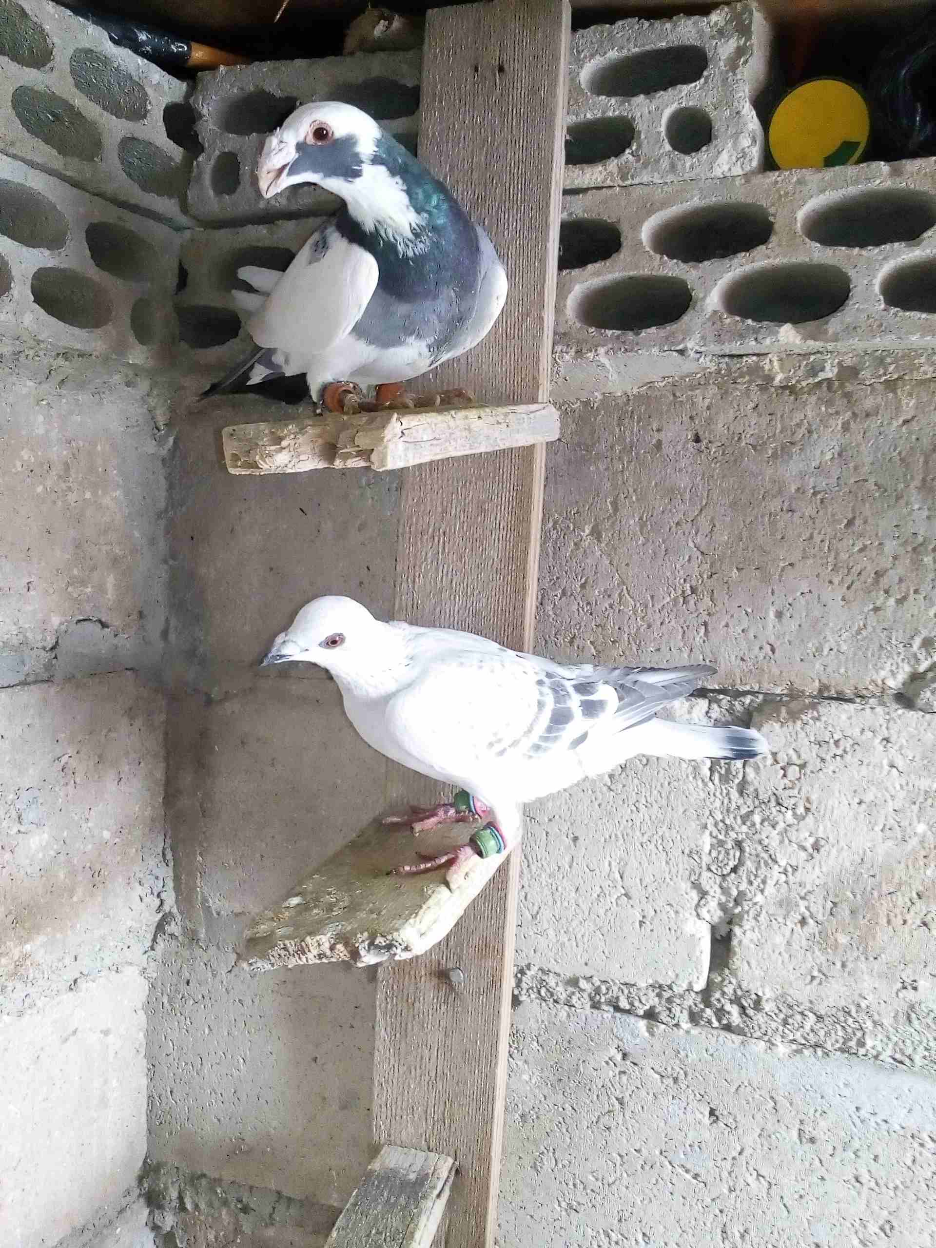 حمام صوريخ طايره بمليح بعد مادبا كش بيديك
لا تنسَ أنك شاهدت هذا الإعلان في عنكبوت
حمام زي مابدك س...